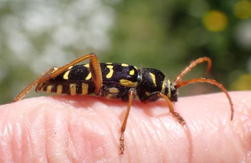 Réf. 342 367 : Plagionotus arcuatus